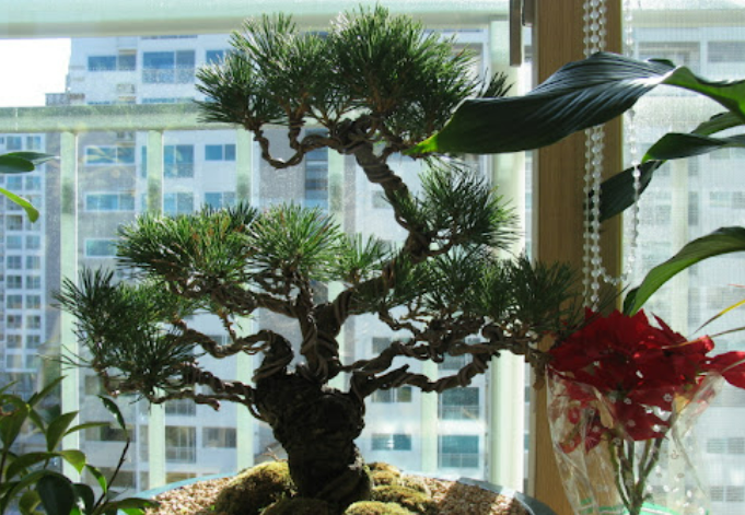 분재 가지치기 제대로 하는 법 &ndash; 단계별 실전 가이드