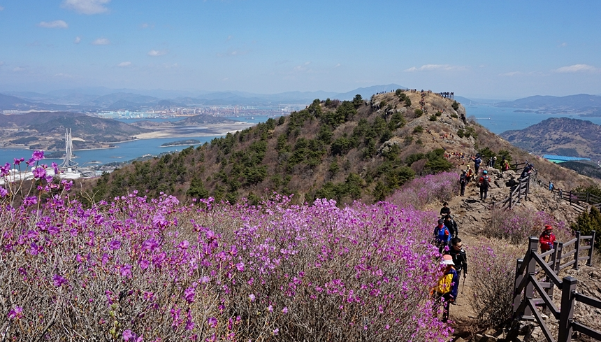 영취산 진달래