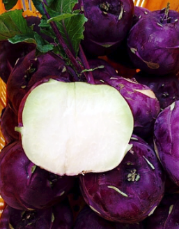 콜라비 가로 단면