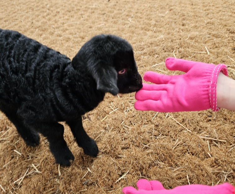 염소 체험농장 카페 '고트힐'