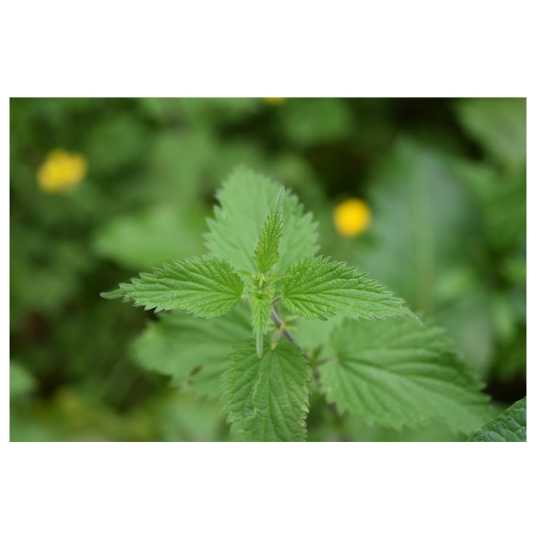 경옥고와 관련된 사진입니다.