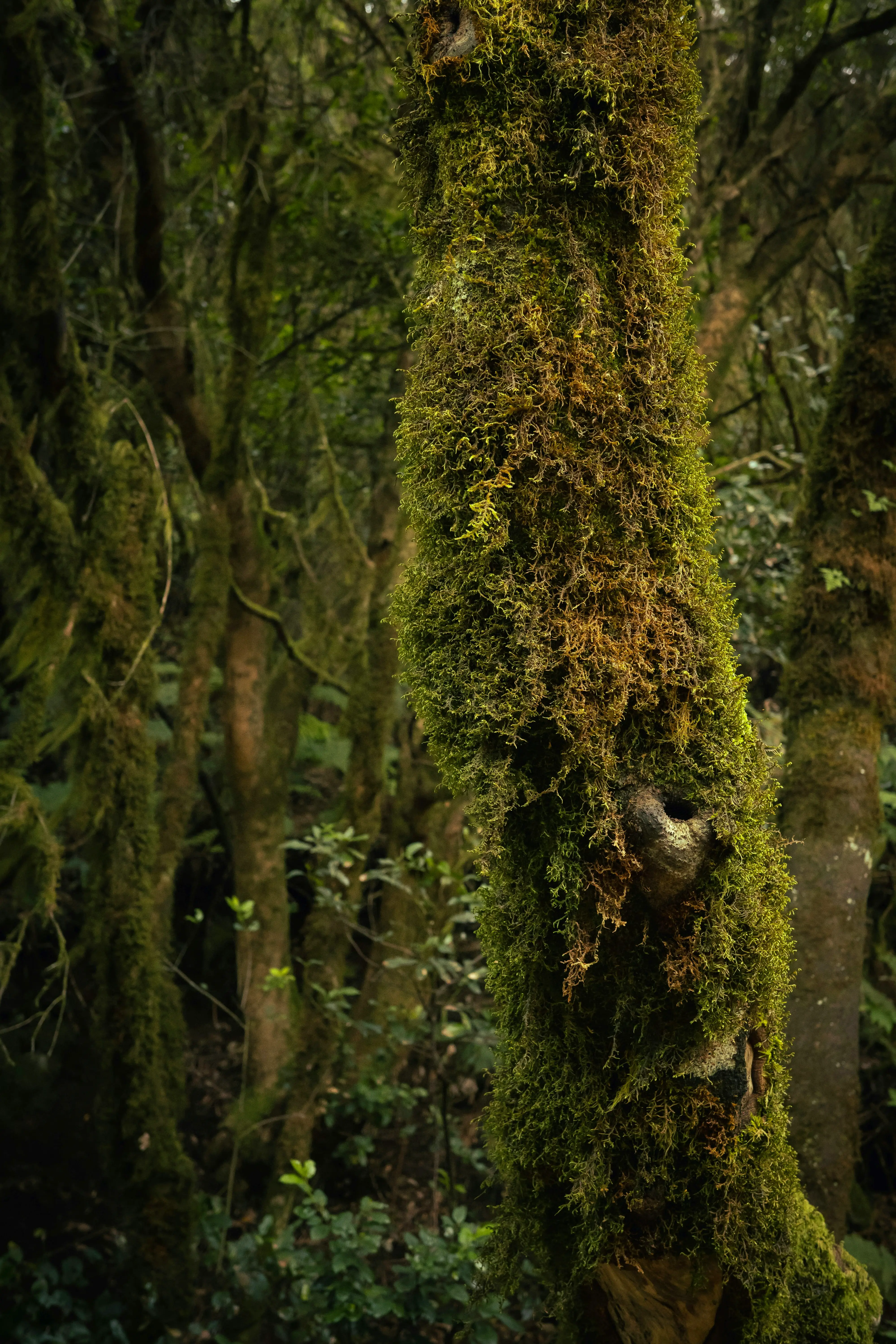아베크롬비 '피어스(Fierce)' 후각 노트