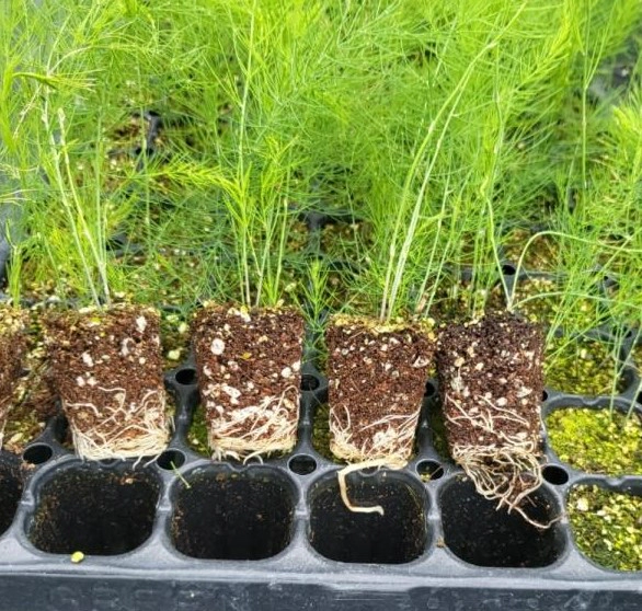 아스파라거스 모종 팁