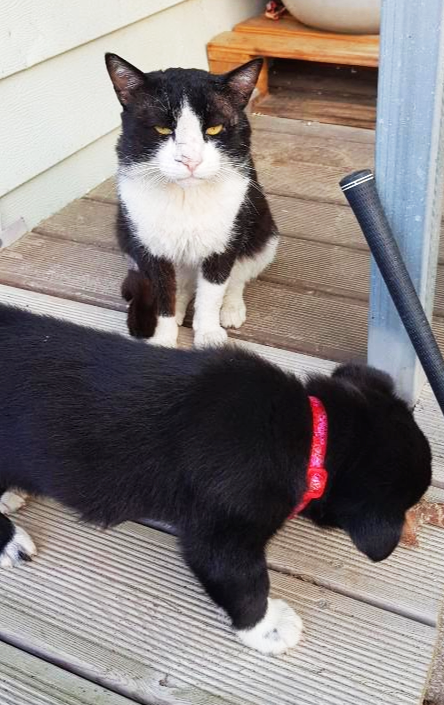 쿠앤크 고양이 강아지