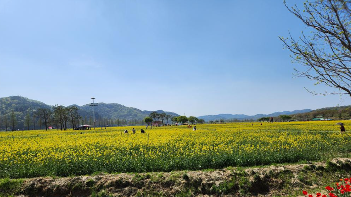낙동강 유채꽃 개화상황