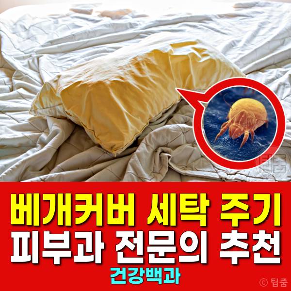 베개커버 세탁 주기 피부과 전문의 추천 베개커버 교체주기