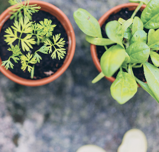 적근대 효능 부작용 7가지