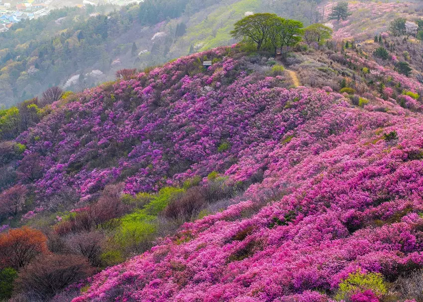 영취산 진달래