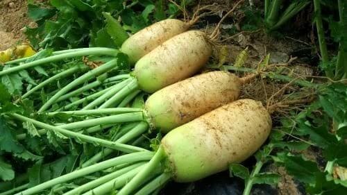 봄무-노지재배-수확시기-파종시기