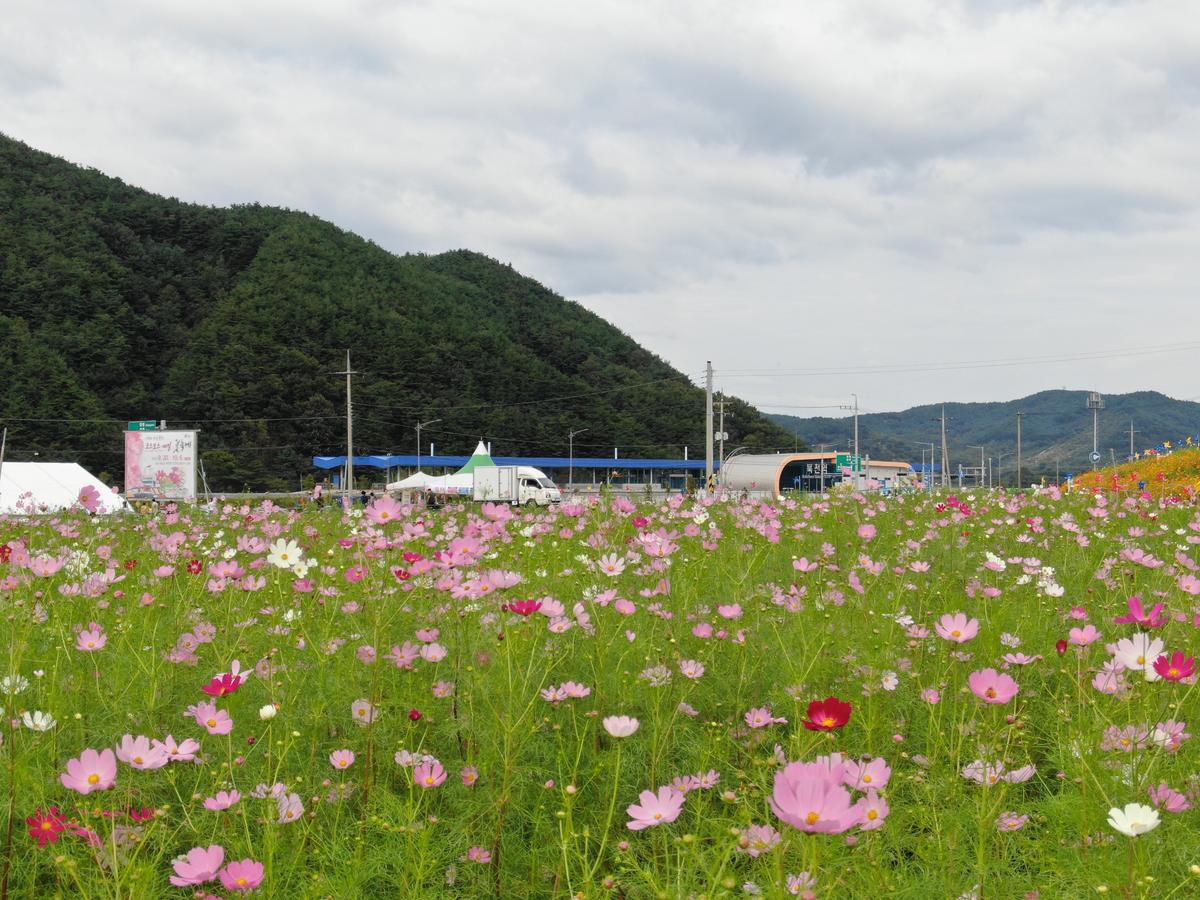 하동 북천 코스모스·메밀꽃 축제