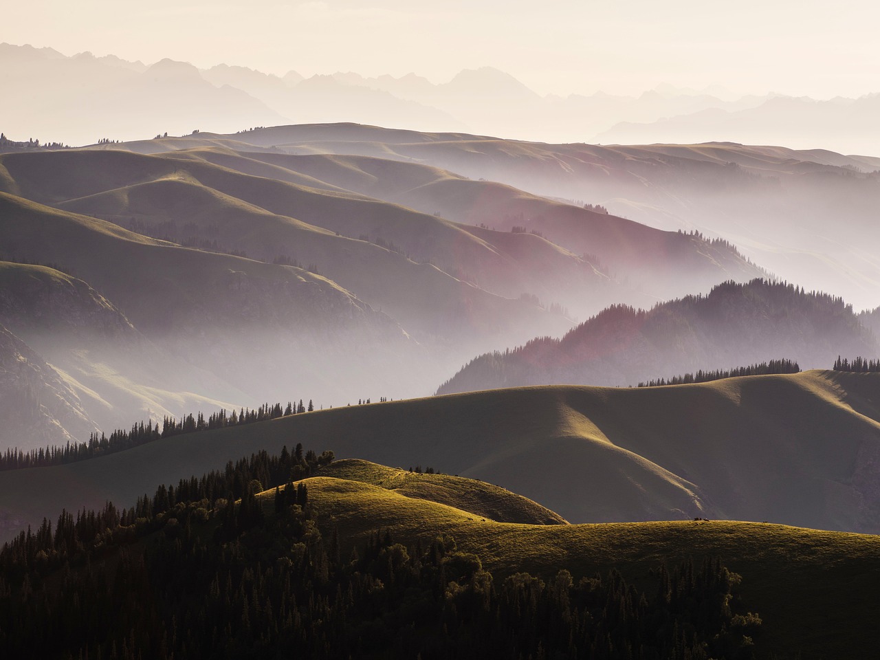 강아지 진드기약