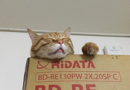 고양이