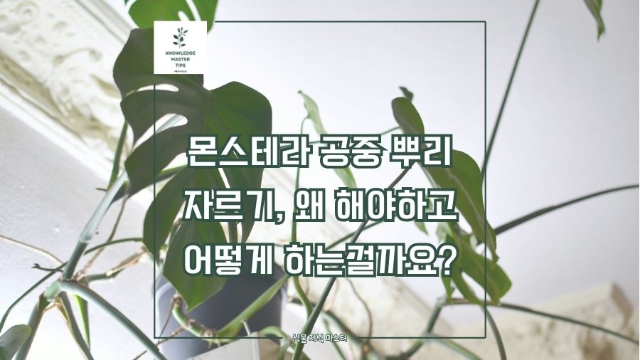 몬스테라 공중 뿌리 자르기, 왜 해야하고 어떻게 하는걸까요?