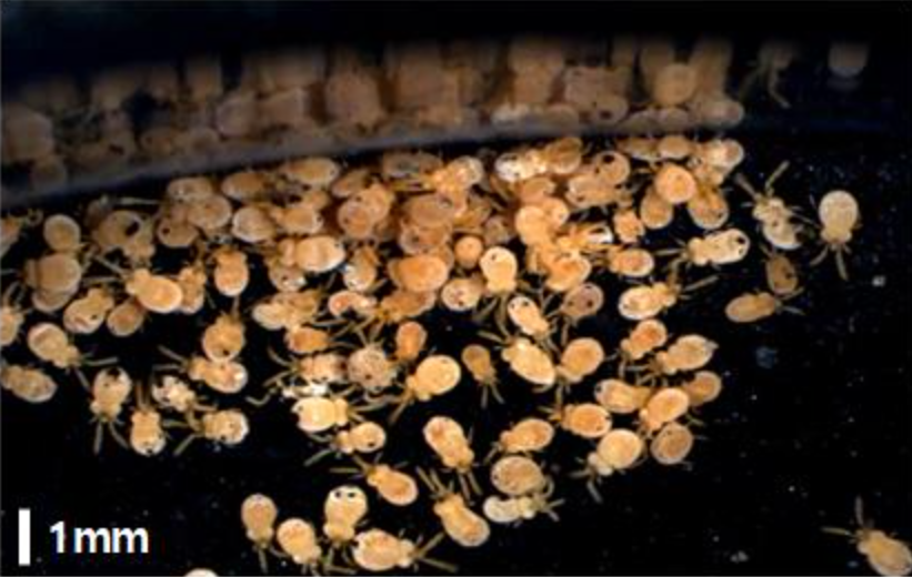 쯔쯔가무시-털진드기병-증상-예방방법-치료방법-안내