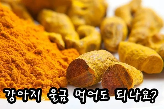 강아지 카레가루 먹었을 때 대처하는 방법과 예방 팁_4