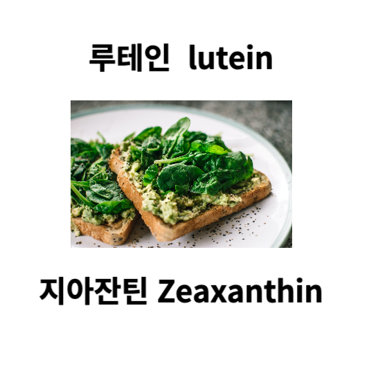 루테인지아잔틴과 시금치