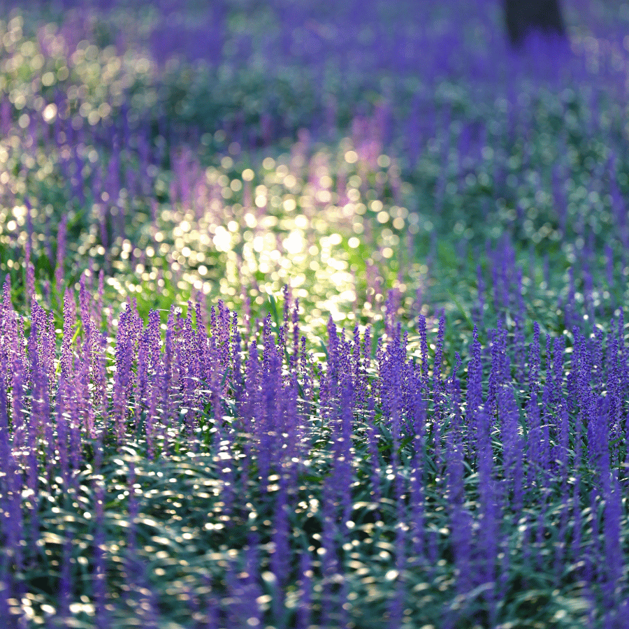 2025년 숲나들이 완벽 가이드