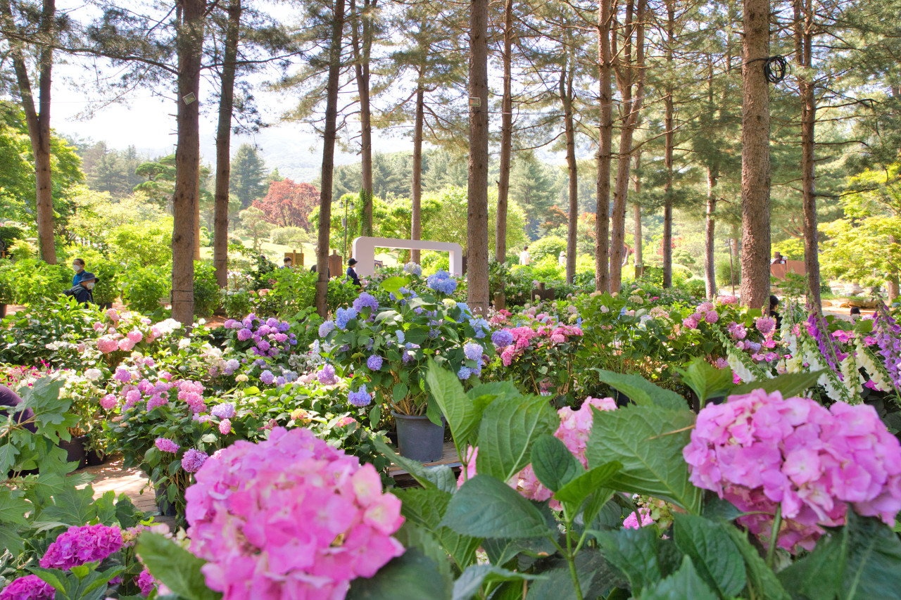 국내 인기 수목원 가볼만한곳 BEST 06 제주 경기 태안 대전 포함