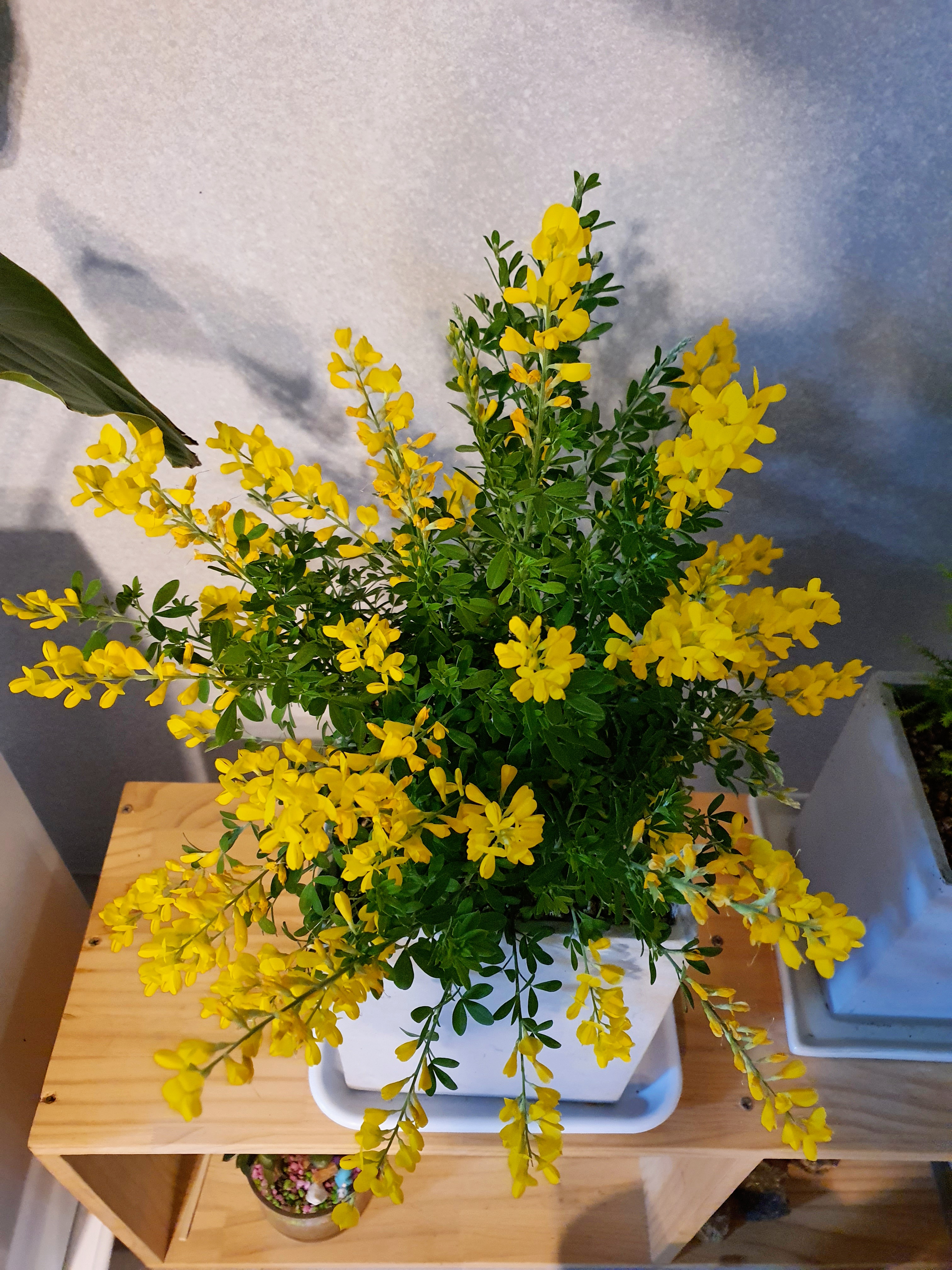 애니시다-2021.03.30.