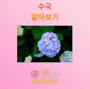 수국 꽃말 및 탐구