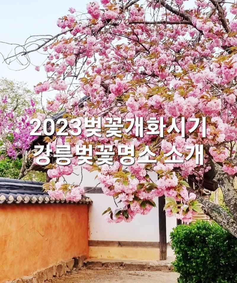 강원도 벚꽃 개화시기와 명소