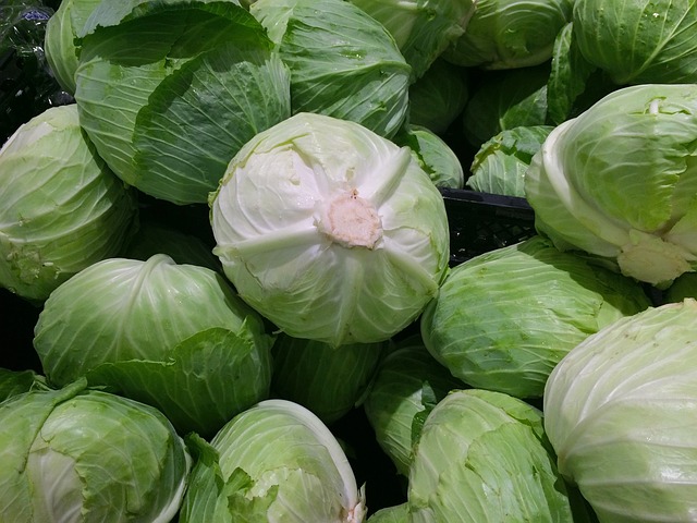 콜라비