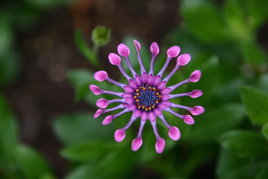 Close-up of a vibrant purple Osteospermum with unique petal shapes against a green background.