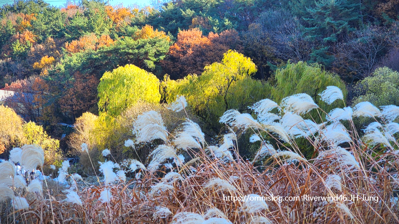 수영천의 가을 단풍