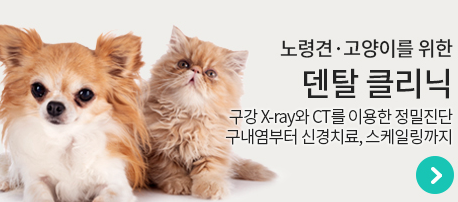 솔동물병원
