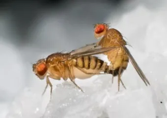 초파리 없애는 방법 효과 만점 초파리 트랩 만들기_19