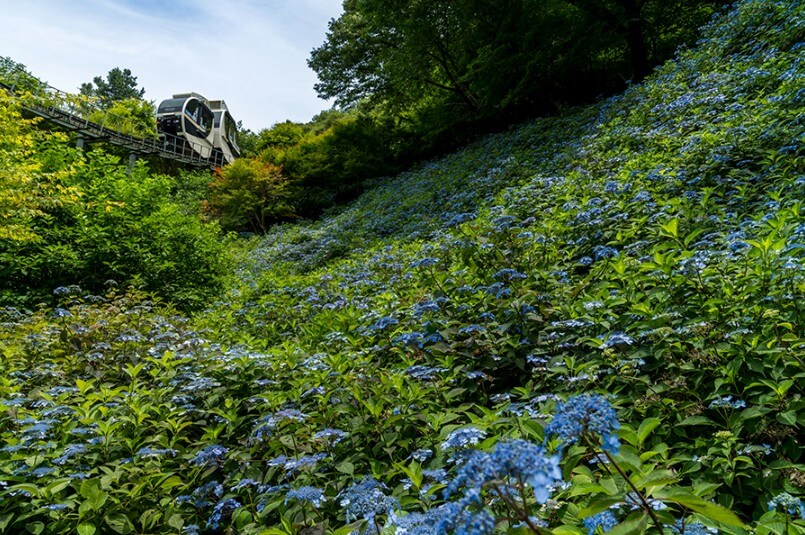 화담숲 모노레일 예매하기