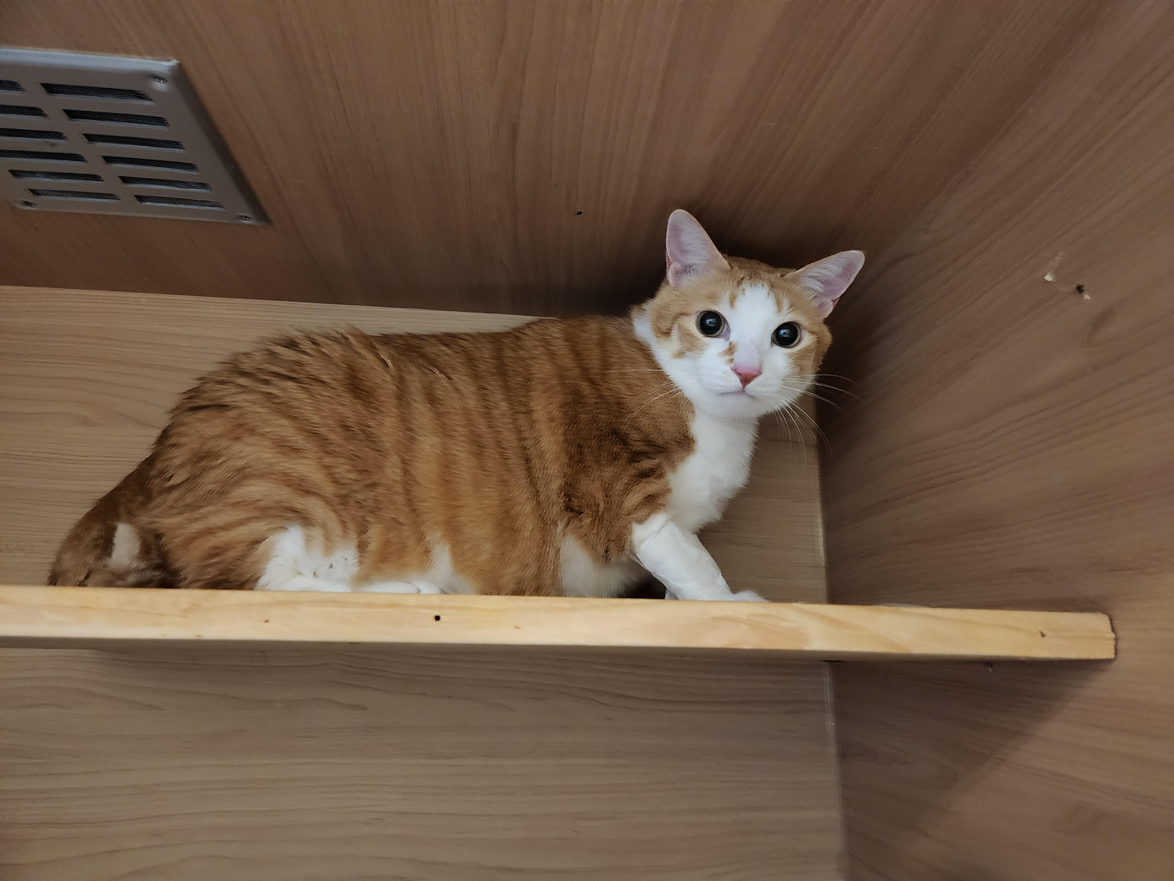 황달로 인한 호야의 입원. 고양이 황달.