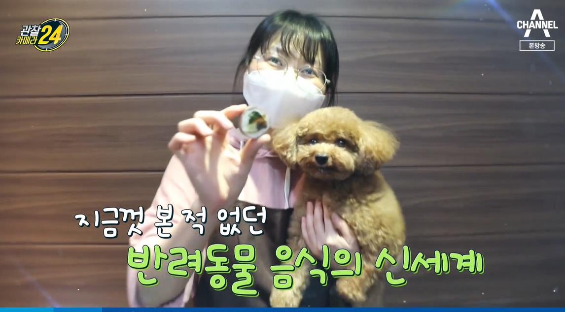 강아지 반려견 수제 간식