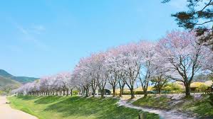 새롭게 봄 신나게 봄 낙동강 정원 벚꽃 축제 기본일정과 프로그램 소개 삼락 벚꽃 축제