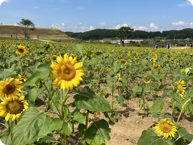 연천 호로고루 해바라기 