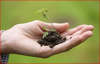 2024 화천 토마토축제 행사일정 확인하기