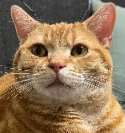 고양이가 밖으로 나가지 못하게 하려면 어떻게 해야 할까?