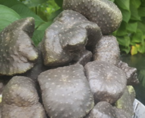 하늘마 효능 부작용 하늘마 먹는방법 보관방법 총정리 (최신)