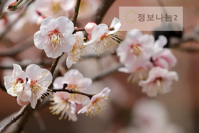 양산원동매화축제