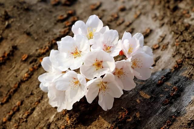 벚꽃 꿈해몽! 상황별 분석 총정리!