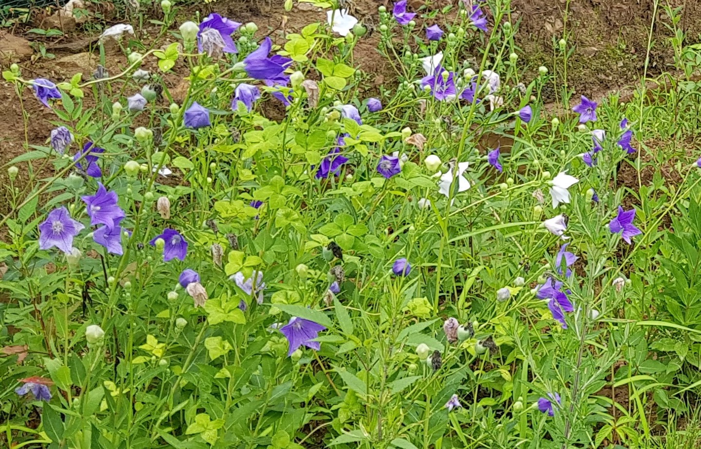 도라지 꽃