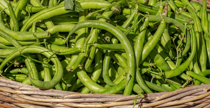 췌장에 좋은 음식 사진 콩