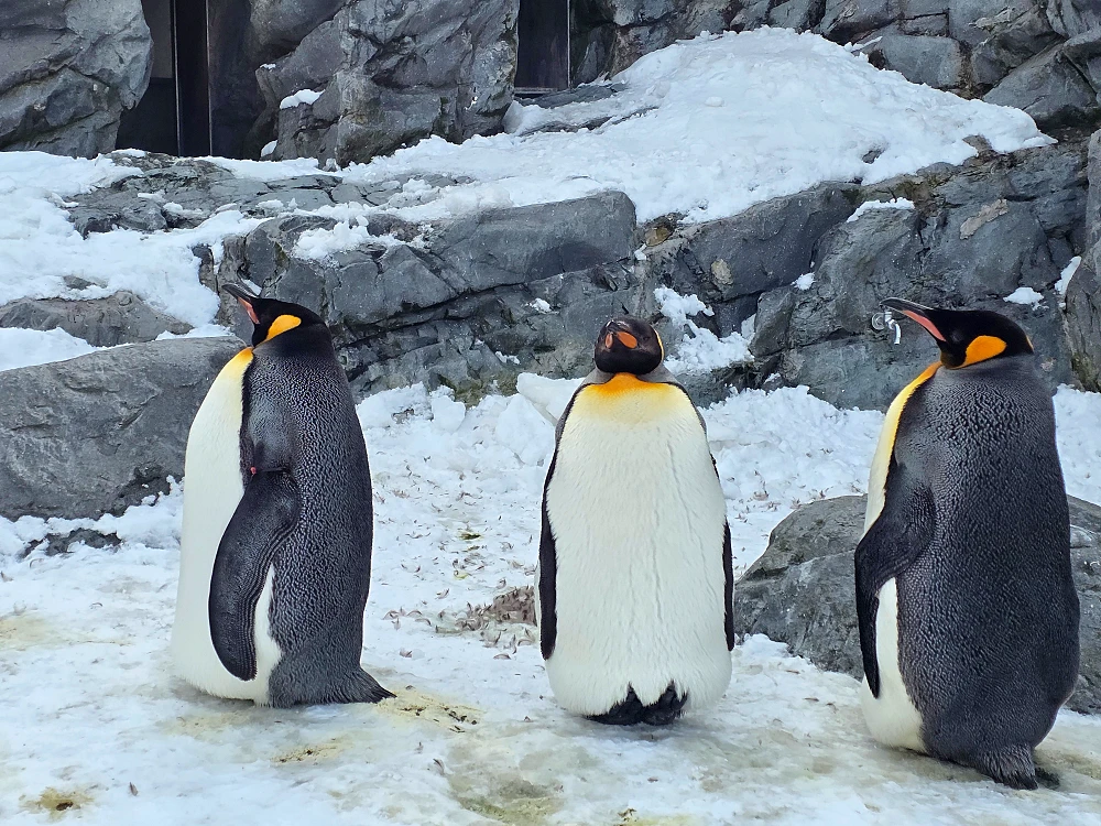 아사히야마 동물원 펭귄 워크 관광6