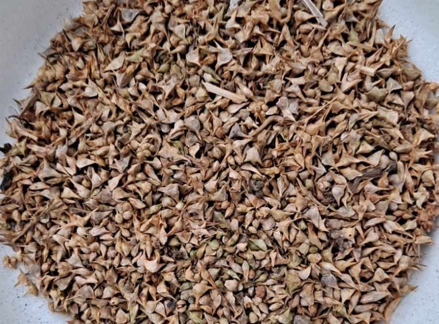 야생에서 채취를 한 시금치의 씨앗을 흰 그릇에 가득 담아두고 확대를 하여 찍은 사진