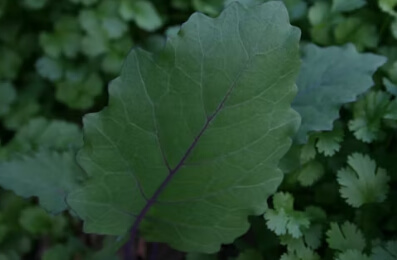 콜라비 먹는법