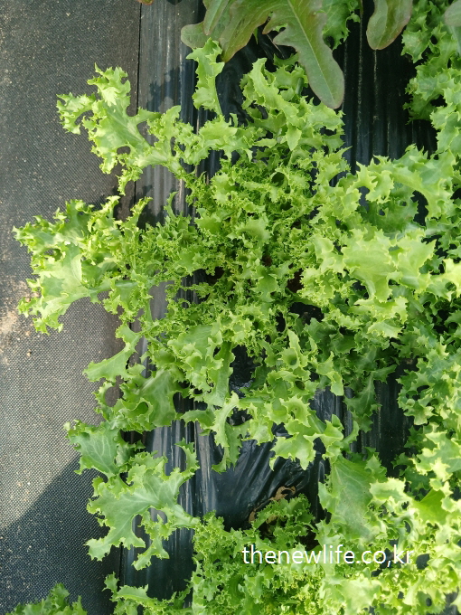 Close-up of frilly leaf lettuce showing curly and crisp edges- 잎 끝이 곱슬거리는 프릴리프 상추 근접 사진