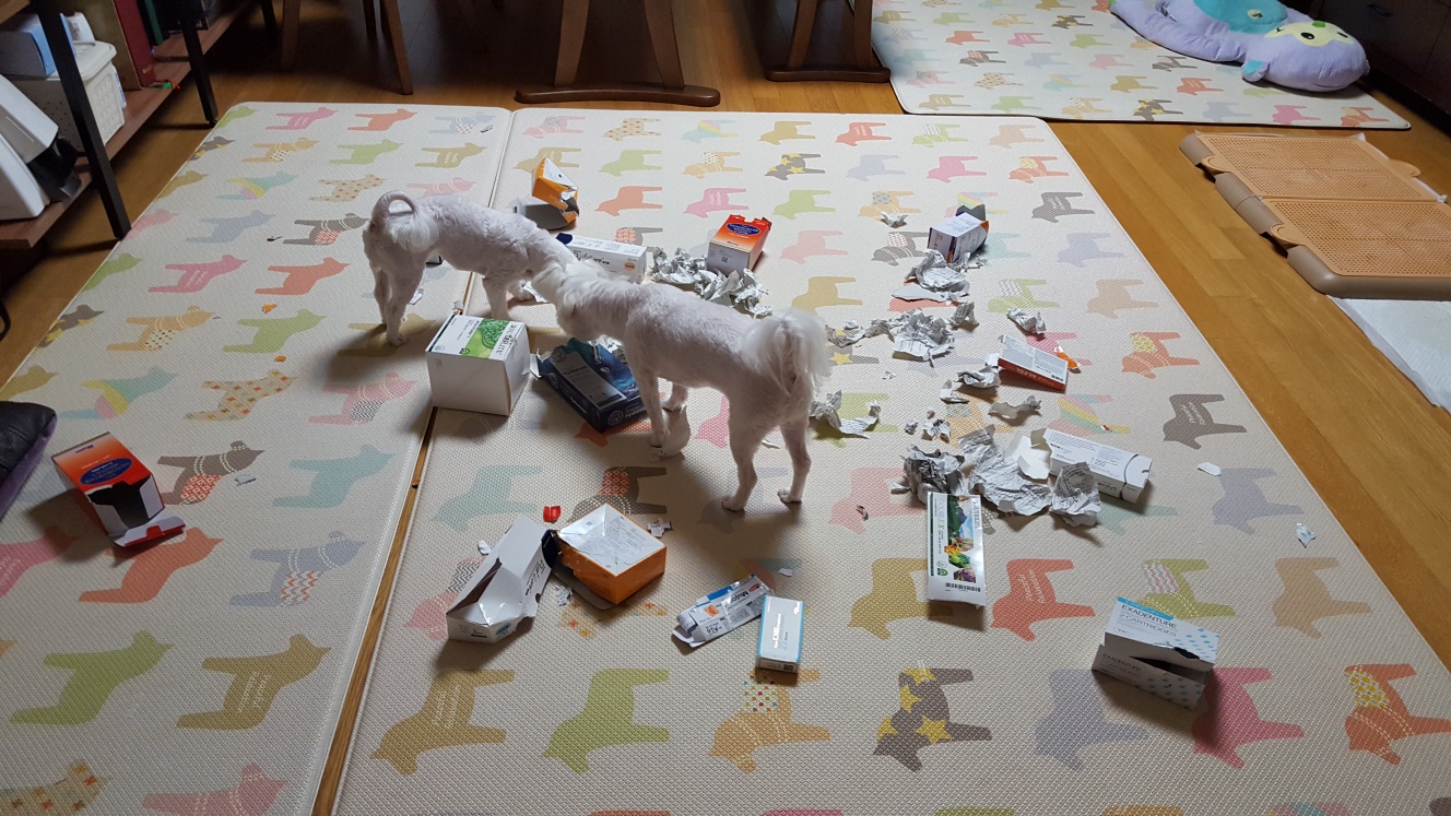 반려견 간식 찾기 놀이 사진