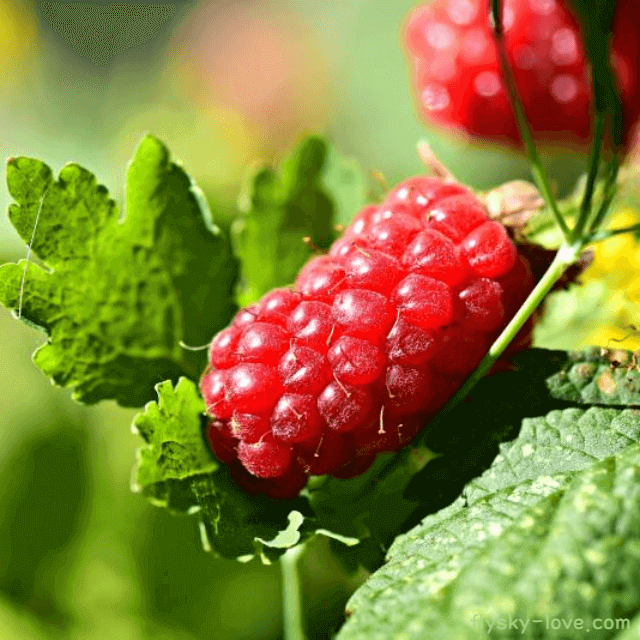 산딸기 고르는 법