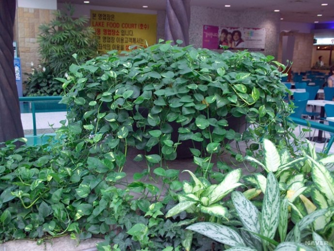 공기정화 식물 Best 5