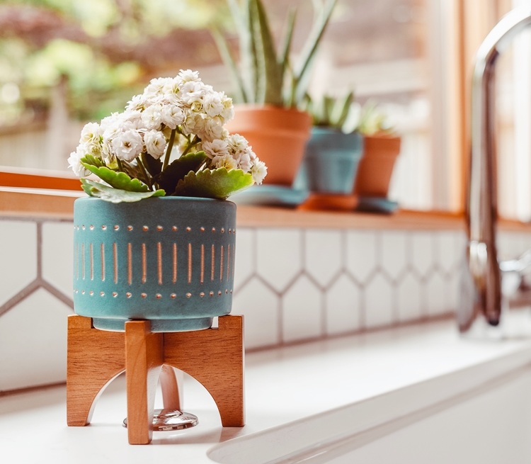 협탁에 올려진 식물